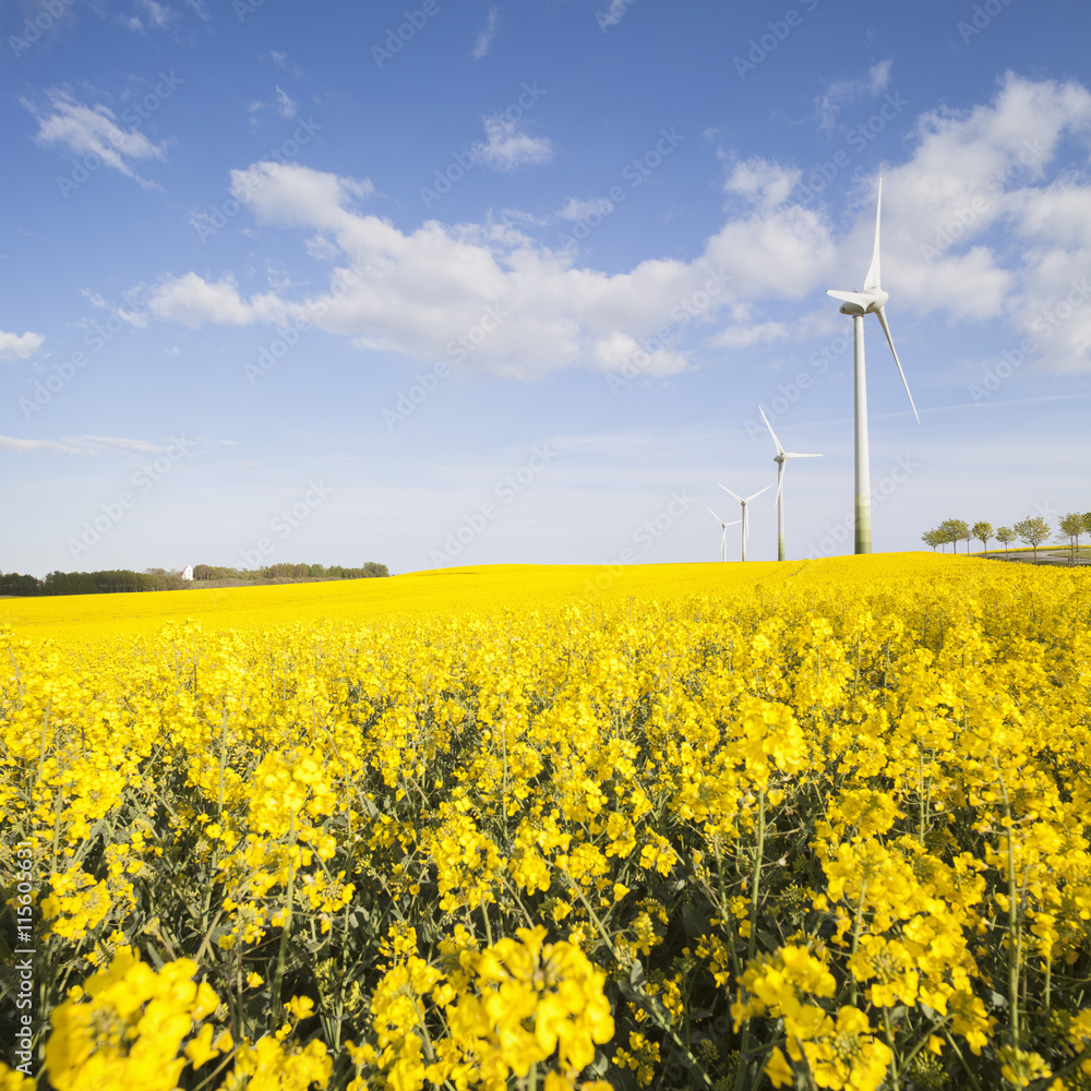 Sweden, Skane, Skurup, Filed of oilseed rape and wind turbines Sweden, Skane, Skurup, Filed of oilseed rape and wind turbines