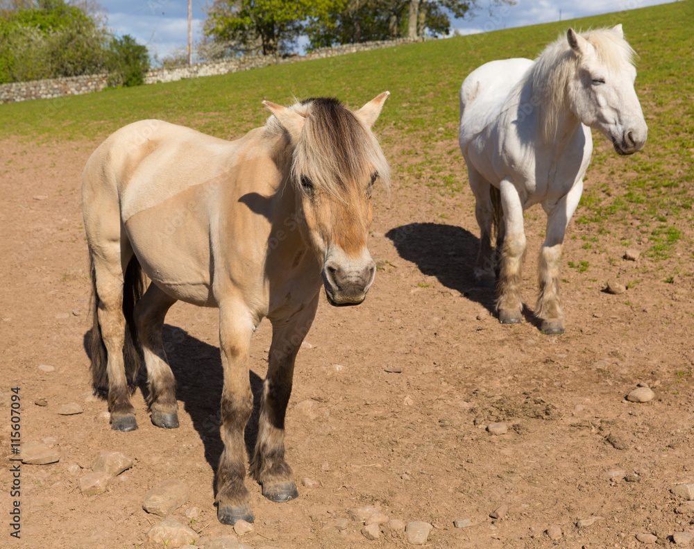 Dun cream coloured pony with his white friend Dun cream coloured pony with his white friend