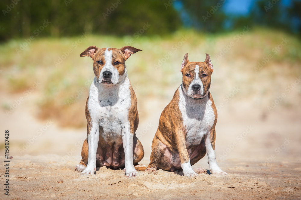 Two american staffordshire terrier dogs sitting on the beach Two american staffordshire terrier dogs sitting on the beach