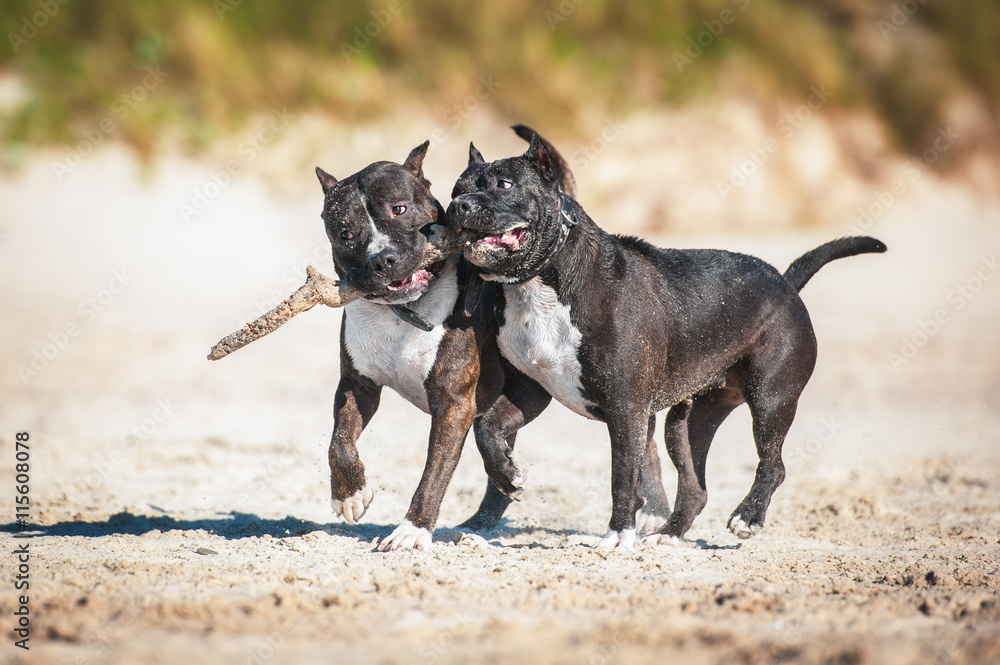 Two american staffordshire terrier dogs playing with a stick on the beach Two american staffordshire terrier dogs playing with a stick on the beach