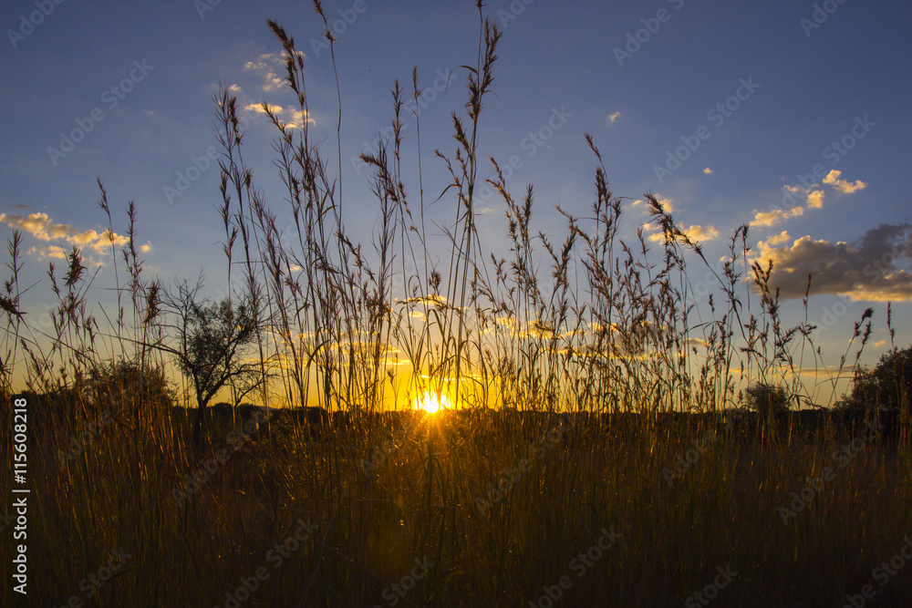 Obraz premium Sun shining through blades of grass at sunset