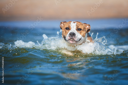 American staffordshire terrier dog with funny face swimming in the sea © Rita Kochmarjova