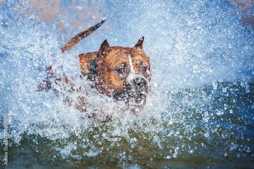 American staffordshire terrier dog jumping in the water with a lot of splashes