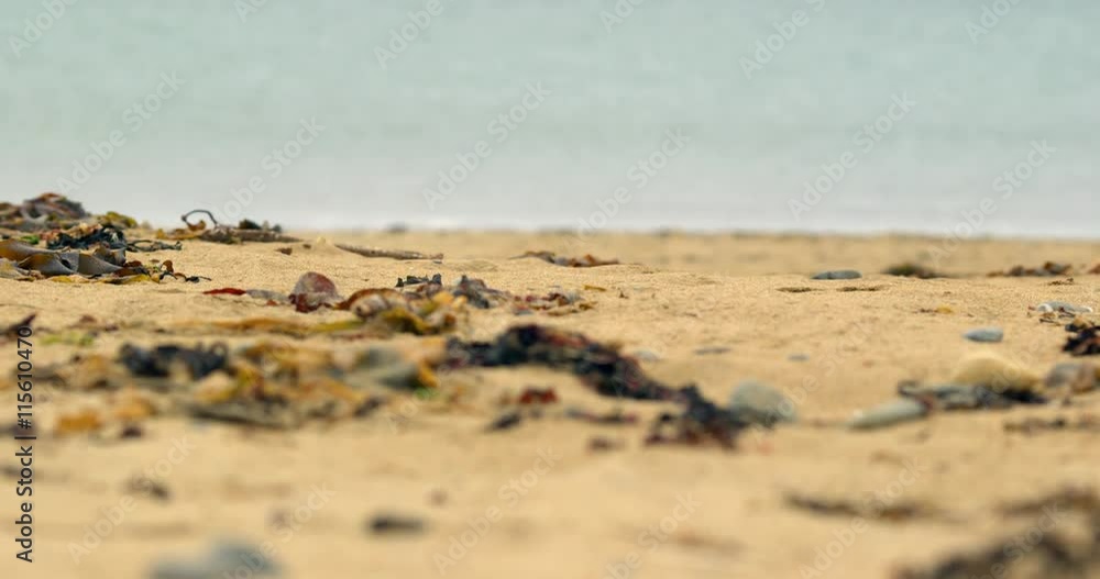 Focus on seaweed and pebbles on the beach Focus on seaweed and pebbles on the beach