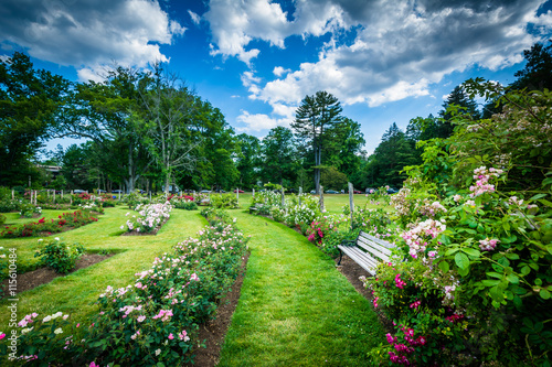 Rose gardens at Elizabeth Park, in Hartford, Connecticut. photo
