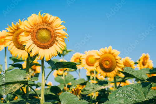 Beautiful sunflowers in the field 