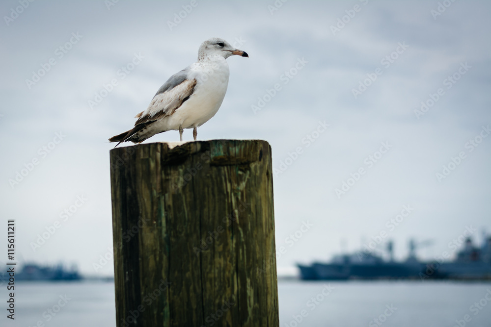 Seagull on a pier piling in Fells Point, Baltimore, Maryland. Seagull on a pier piling in Fells Point, Baltimore, Maryland.