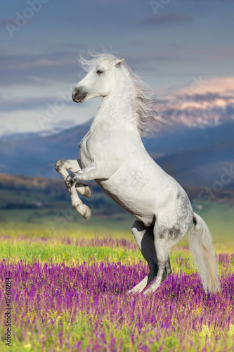 White horse rearing up in flowers