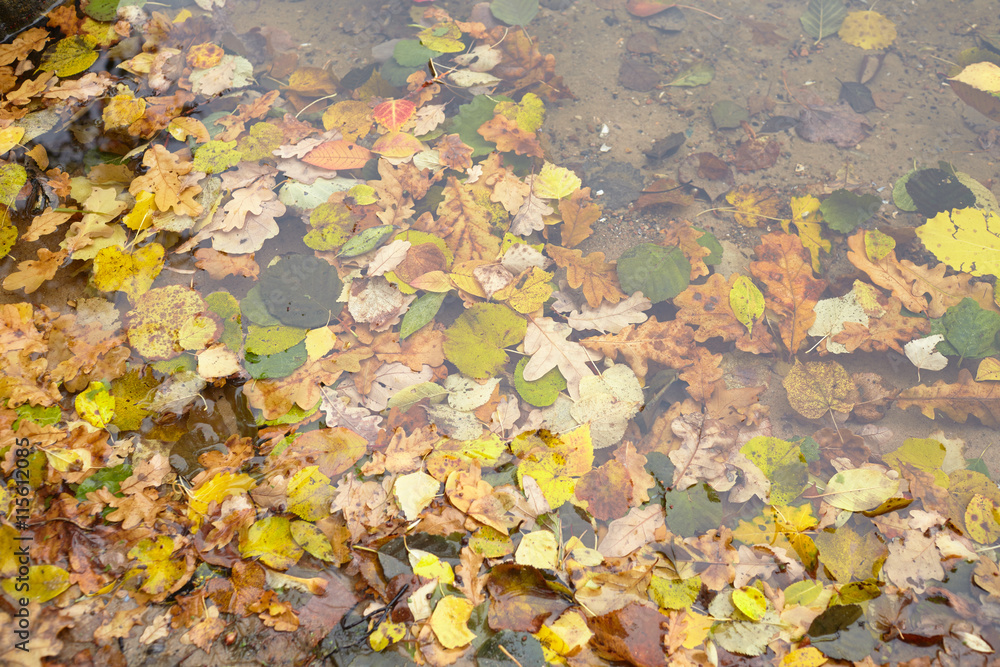 autumn leaves autumn leaves