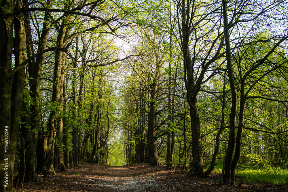 Fototapeta premium spring alley