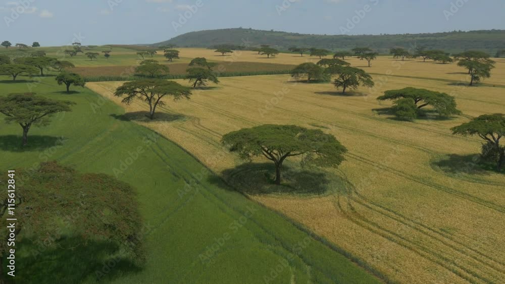 AERIAL: Yellow and green wheat field AERIAL: Yellow and green wheat field