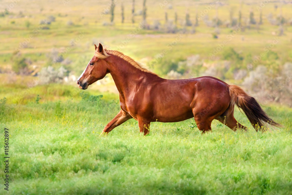 Red mare trotting in field Red mare trotting in field
