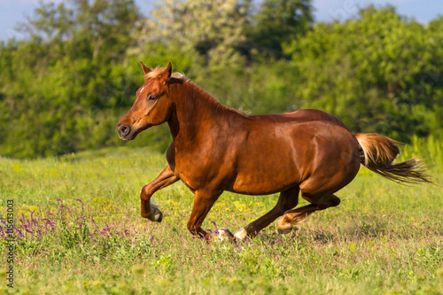Red horse run gallop