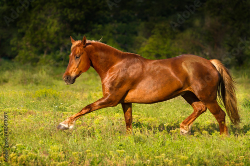 Fototapeta Naklejka Na Ścianę i Meble -  Horse trotting in green field
