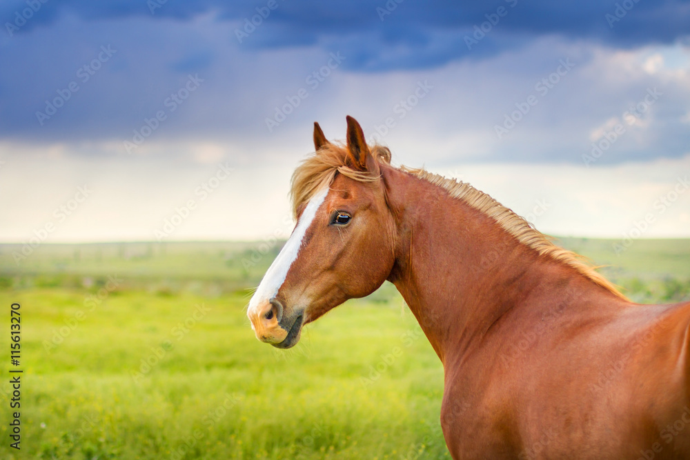 Red horse with long mane portrait against dark sky Red horse with long mane portrait against dark sky