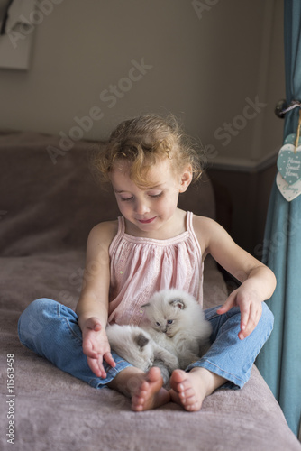 Ragdoll Kitten