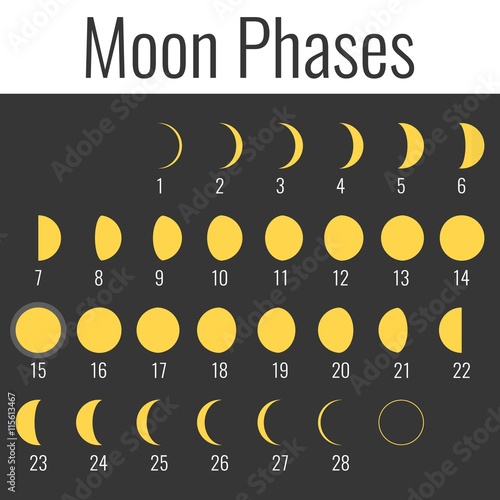 Vector moon phases, flat design