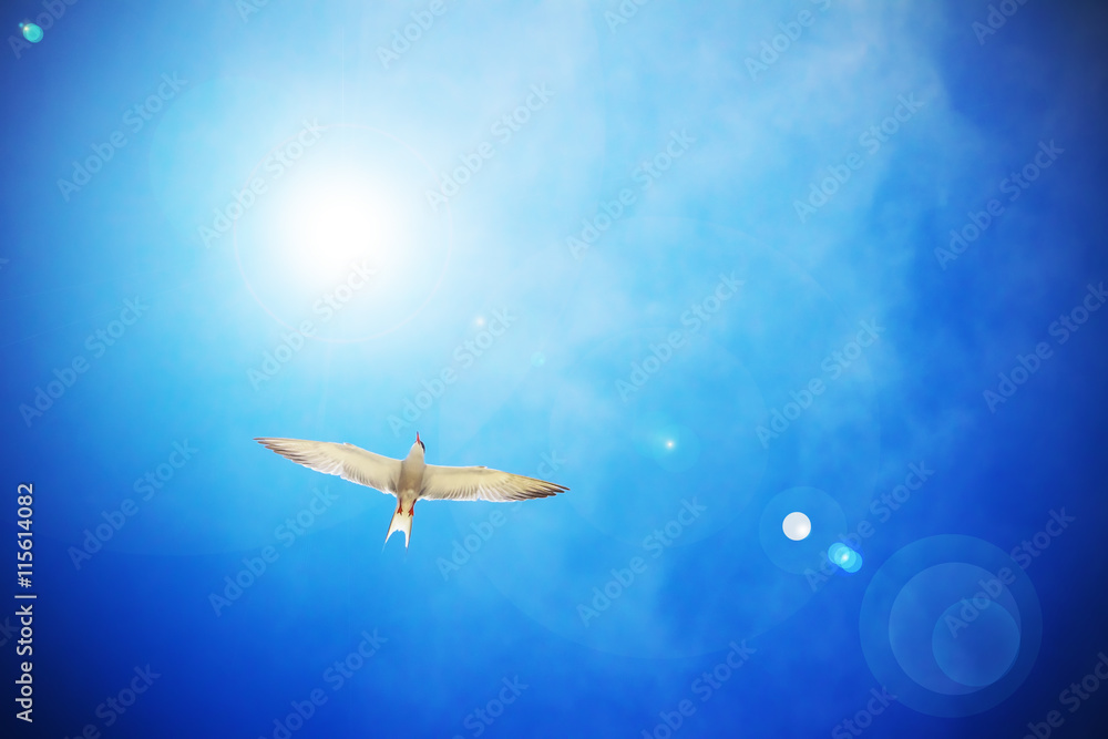 Gull Cormorant in the blue sunny sky background Gull Cormorant in the blue sunny sky background