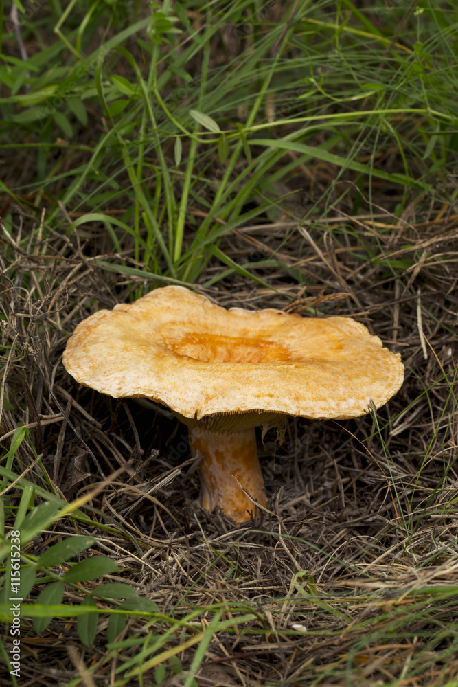 the inedible mushroom the inedible mushroom