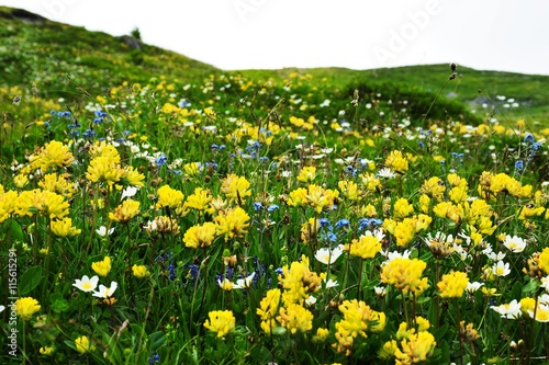 Flower field switzerland