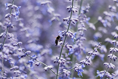 Fototapeta Naklejka Na Ścianę i Meble -  russian sage flower close-up