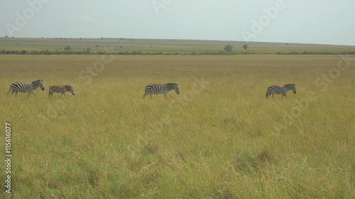 Zebras in African safari Maasai Mara