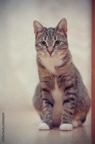 Domestic cat with white paws