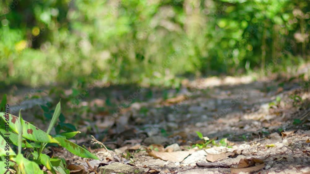 Tourist riding a blue mountain bike along a nature trail, into the camera's field of focus on a breezy day. UHD video Tourist riding a blue mountain bike along a nature trail, into the camera's field of focus on a breezy day. UHD video