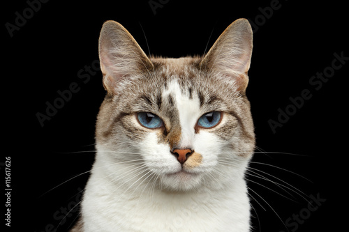 Closeup Portrait of calm face White Cat, Red nose, offended looks Blue Eyes Isolated Black Background, Front view