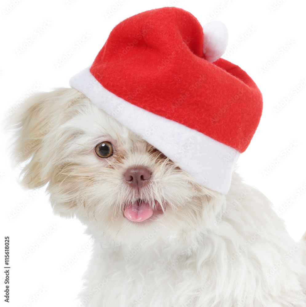 jeune chien Shih Tzu avec bonnet de Noël Stock Photo | Adobe Stock
