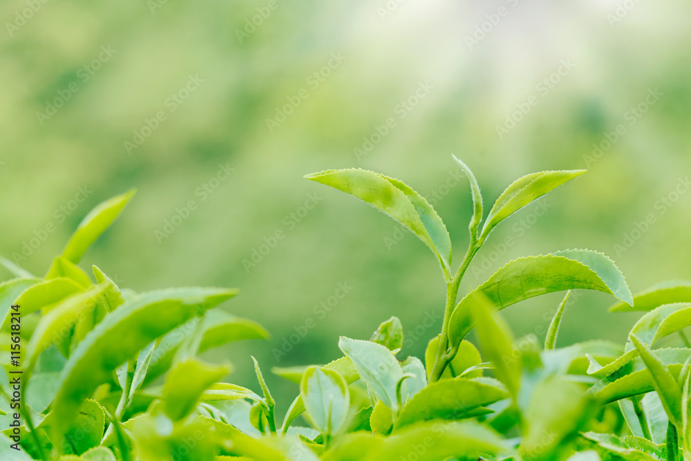Green tea bud and leaves. Tea plantations Green tea bud and leaves. Tea plantations