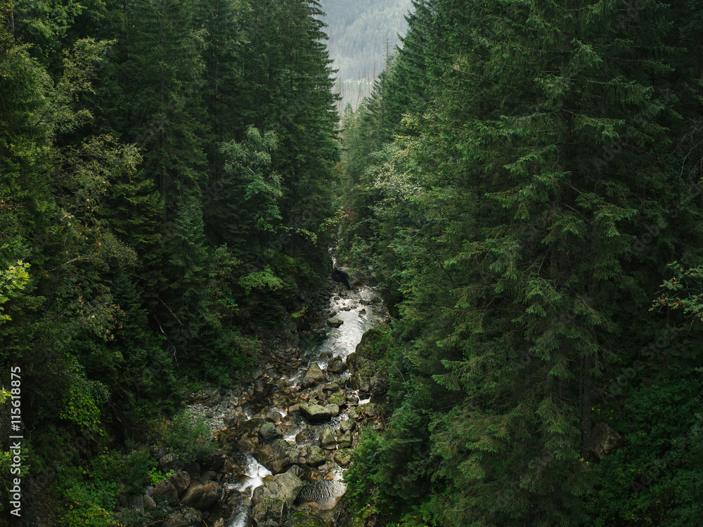 Mountain river in fir forest