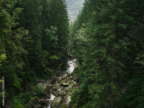 Mountain river in fir forest