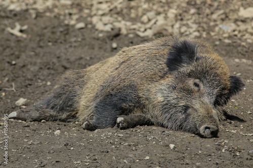Wildschwein am sonnen