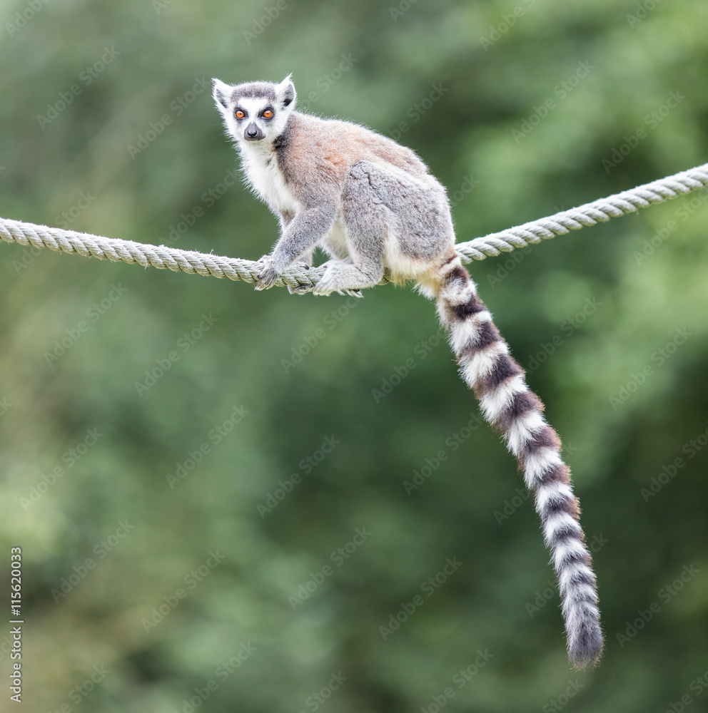 Naklejka premium Ring-tailed lemur (Lemur catta)