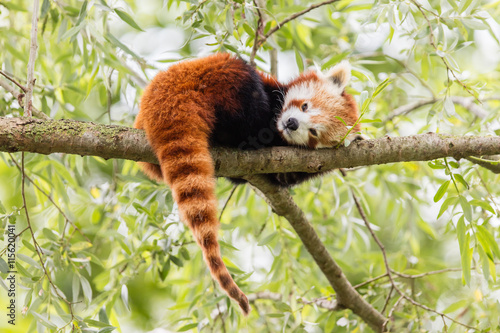 Red Panda, Firefox or Lesser Panda