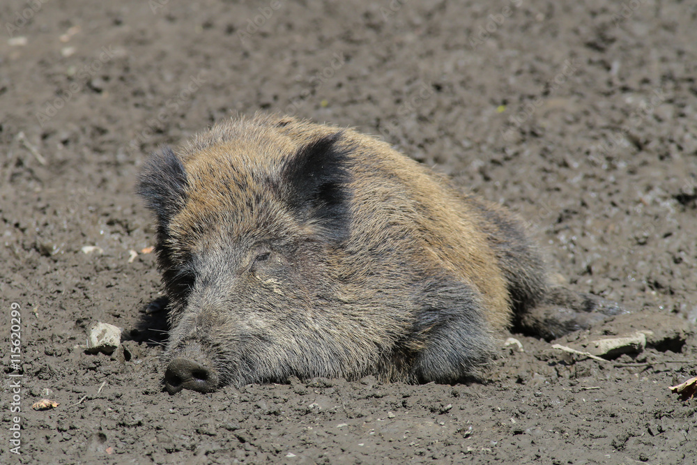 Ruhendes Wildschwein in der Sonne Ruhendes Wildschwein in der Sonne