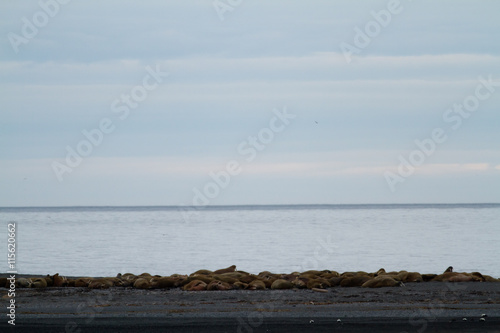 svalbard view of the landscape during the summer season walrus colony