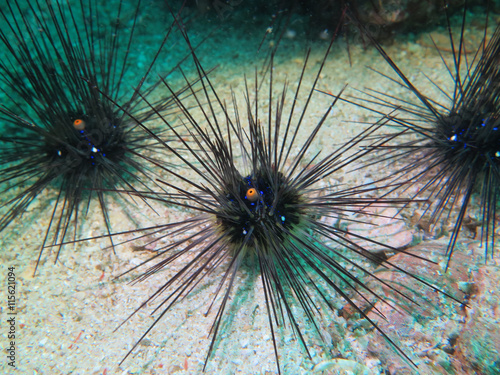 closed up the sea urchin in Myanmar divesite photo