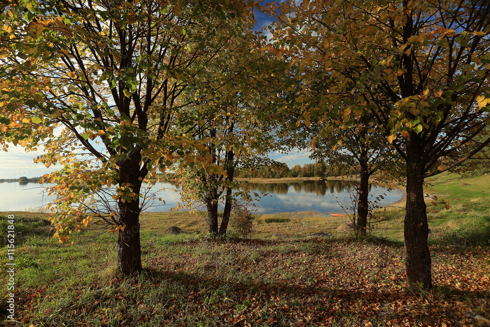Fototapeta premium trees in the summer park