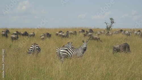 Zebras and wildebeest in African safari Maasai Mara