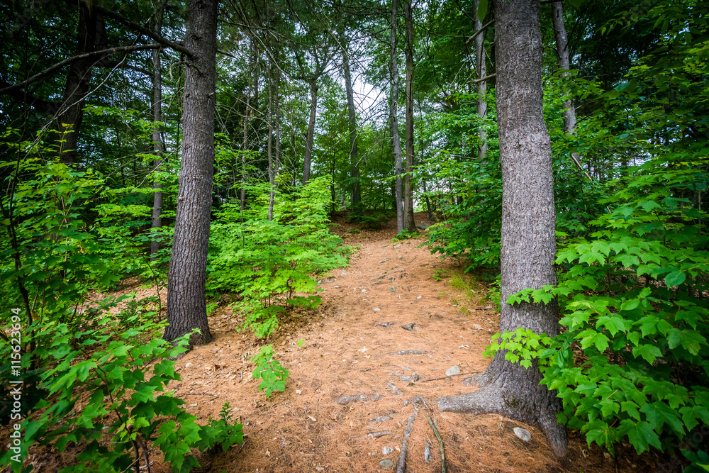 Obraz premium Trail at White Park, in Concord, New Hampshire.