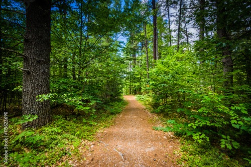 Trail in a forest at Bear Brook State Park, New Hampshire. photo