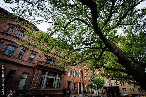 Tree and buildings along Mount Vernon Place, in Mount Vernon, Ba