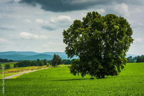 Tree and road in a field, at Antietam National Battlefield, Mary