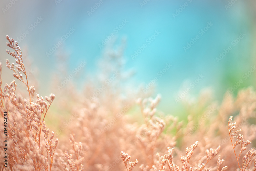 Fototapeta premium pastel color dried flower background