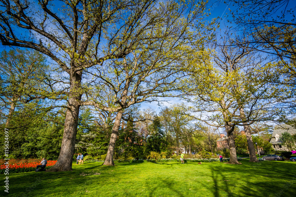 Trees at Sherwood Gardens Park, in Baltimore, Maryland. Trees at Sherwood Gardens Park, in Baltimore, Maryland.