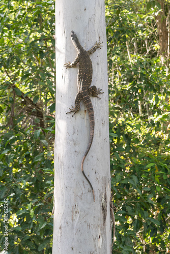 Tablou pe pânză Goanna climbing up tall tree
