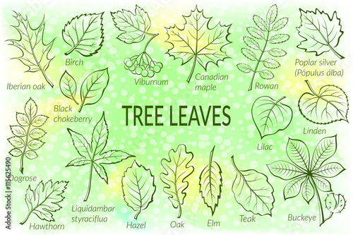 Pictograms Tree Leaves, Dogrose, Oak, Iberian Oak, Maple, Liquidambar, Hawthorn, Poplar Silver, Hazel, Elm, Birch, Linden, Rowan, Chestnut, Buckeye, Viburnum, Chokeberry, Lilac and Teak. Eps10 Vector