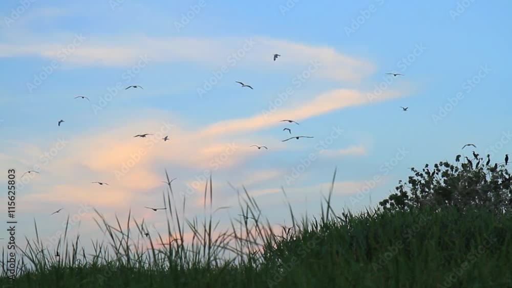 cormorants and gulls flying at sunset cormorants and gulls flying at sunset